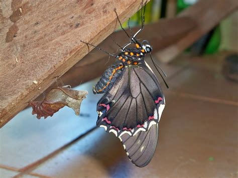 posição borboleta paraguaia foto|Posição Borboleta Paraguaia: O Que É e Como Fazer (Com Foto)